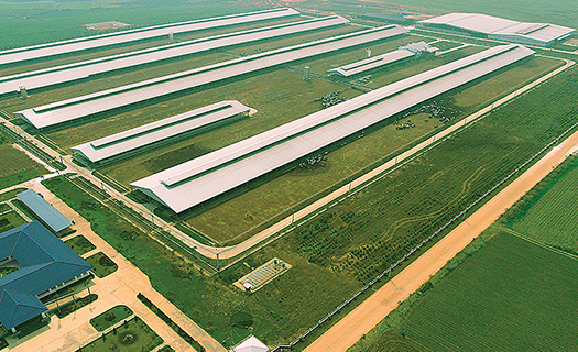 Hành trình Vinamilk xây dựng hệ thống 13 trang trại chuẩn quốc tế khắp Việt Nam